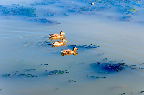 Tüyler ürpertici ördekler — Stok fotoğraf