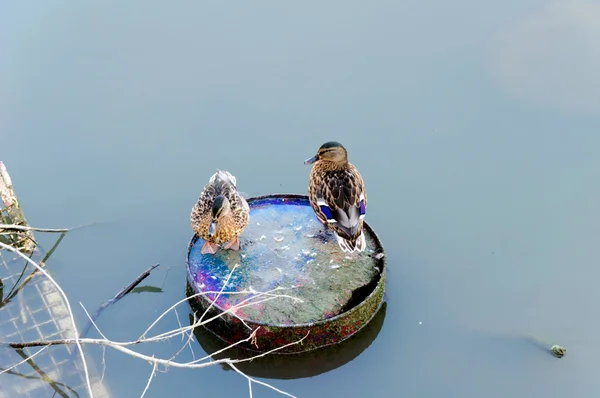 Çift ördek — Stok fotoğraf