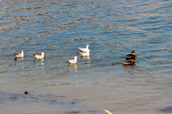 Seagulls and ducks — Stock Photo, Image