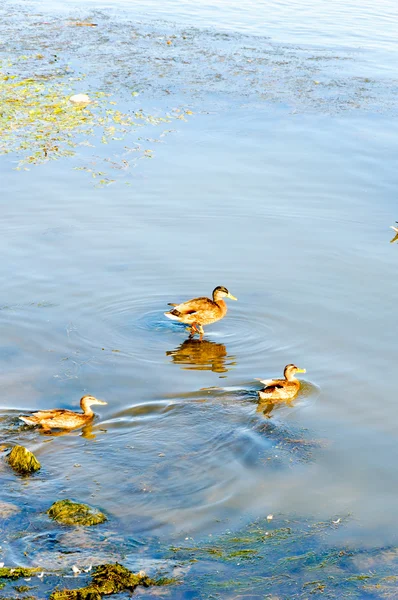 Ducks day — Stock Photo, Image