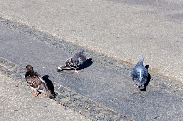 Pigeons chilling — Stock Photo, Image