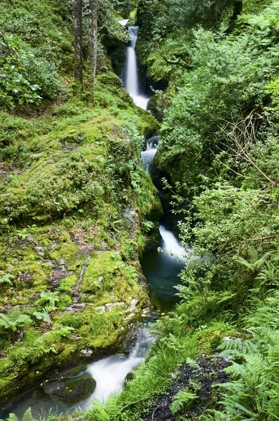 Flowing stream — Stock Photo, Image