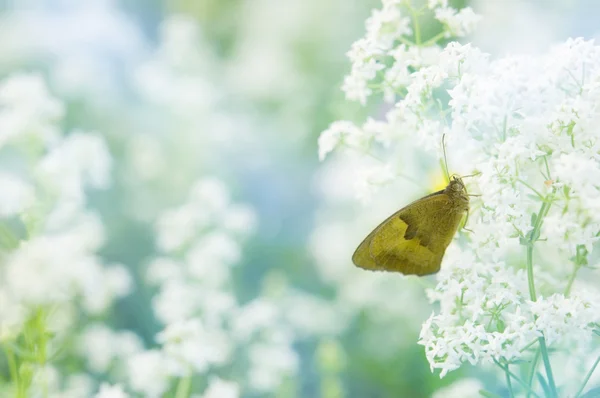 Метелик шпалери — стокове фото