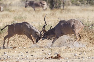 Greater kudus in Etosha National Park, Namibia clipart