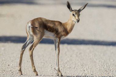 Sprinbuk en Parque Nacional de etosha, namibia