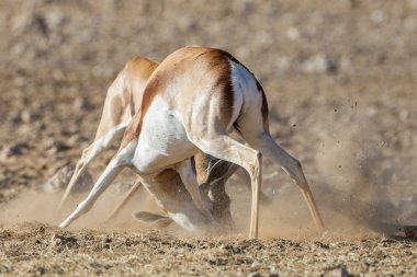 Sprinbuk en Parque Nacional de etosha, namibia