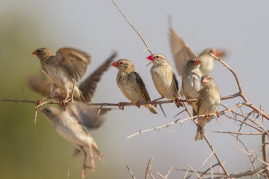 Red-billed quelea in Etosha National Park, Namibia clipart
