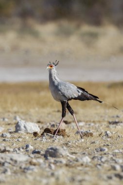 Secretary bird in Etosha National Park, Namibia clipart
