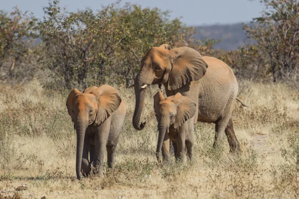 Elefante africano no Parque Nacional de Etosha, Namíbia — Fotografia de Stock