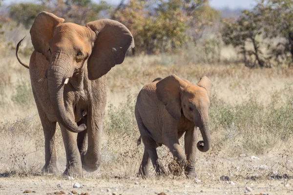 Slon africký v NP Etosha, Namibie — Stock fotografie