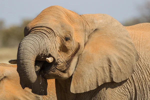 Африканский слон в Национальном парке Этоша — стоковое фото