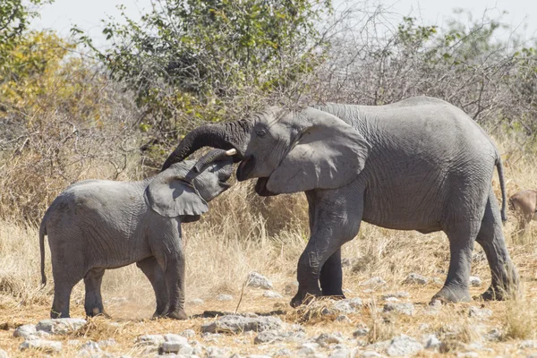 Elefante africano no Parque Nacional de Etosha, Namíbia — Fotografia de Stock
