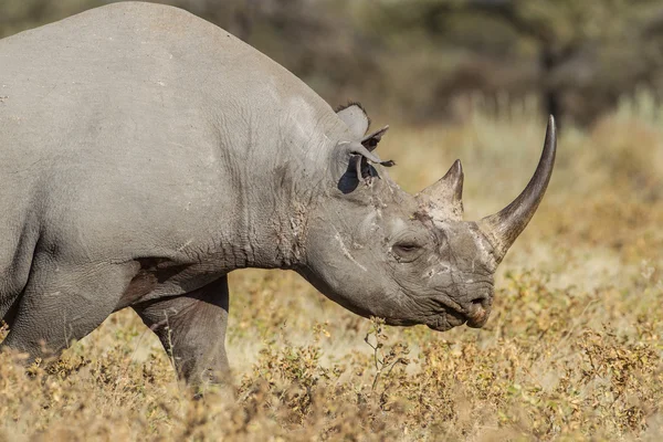 Svarta noshörningar i etosha national park, namibia — Stockfoto