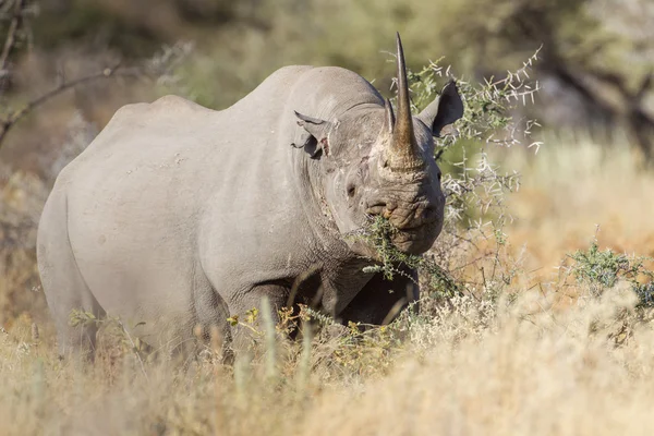 Czarny nosorożec w etosha national park, namibia — Zdjęcie stockowe