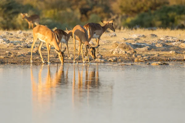Impala de rosto preto no Parque Nacional de Etosha, Namíbia — Fotografia de Stock