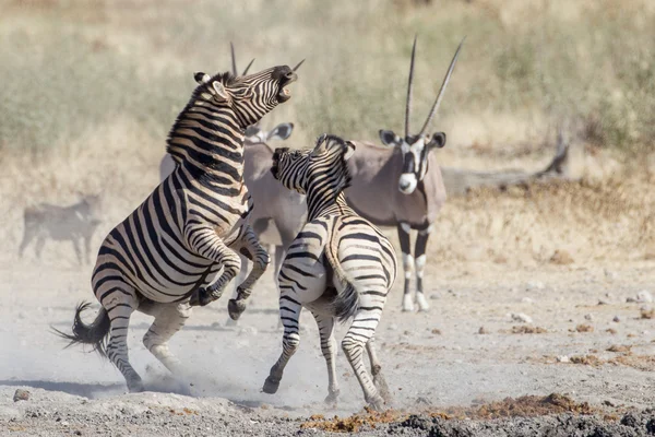 Zebra de Burchell no Parque Nacional de Etosha, Namíbia — Fotografia de Stock