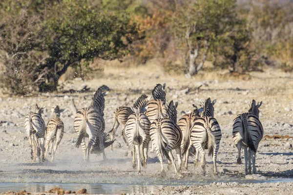 Zebra stepní v NP Etosha, Namibie — Stock fotografie