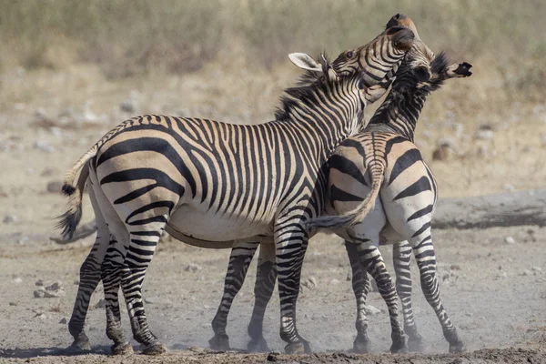 Zebra stepní v NP Etosha, Namibie — Stock fotografie