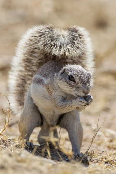 Cape ground squirrel in Etosha National Park, Namibia — Stock Photo, Image