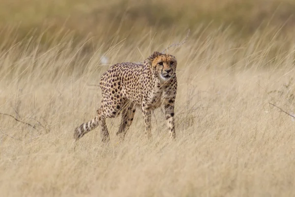 Cheetah in etosha national park Namibië — Stockfoto