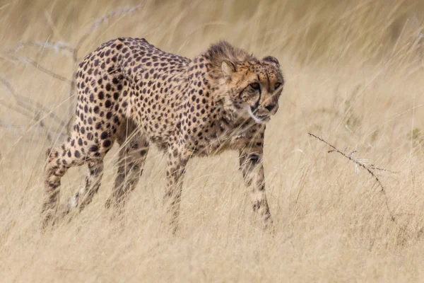 Gepard w etosha national park, namibia — Zdjęcie stockowe