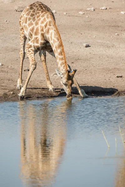 Pije żyrafa w etosha national park, namibia — Zdjęcie stockowe