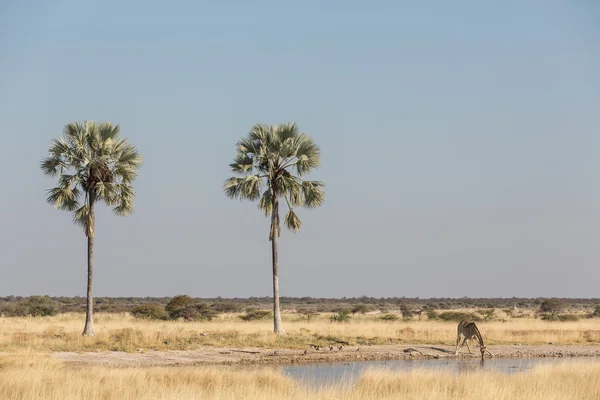 Girafa bebendo em Etosha National Park, Namíbia — Fotografia de Stock