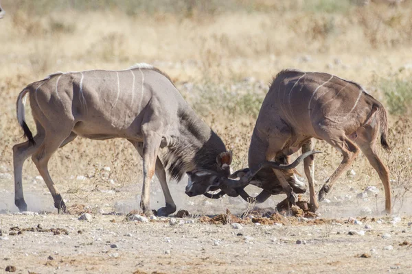 Kudu v NP Etosha, Namibie — Stock fotografie