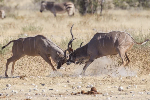 Mayor kudus en el Parque Nacional de Etosha, Namibia —  Fotos de Stock