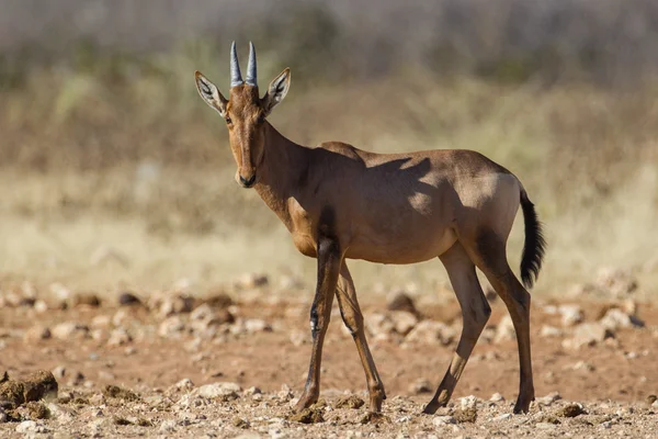 Hartebeest in etosha national park Namibië — Stockfoto
