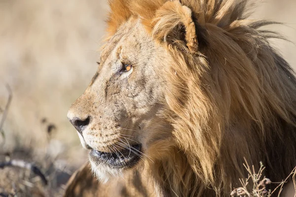 Чоловічий Лев в Національний парк Етоша, Намібія — стокове фото