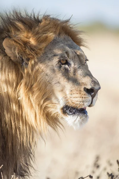 Leone maschio nel Parco Nazionale di Etosha, Namibia — Foto Stock