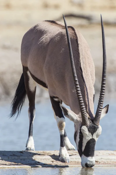 Oryx no Parque Nacional de Etosha, Namíbia — Fotografia de Stock