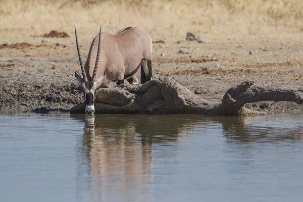 Орикс в национальном парке Этоша, Намибия — стоковое фото