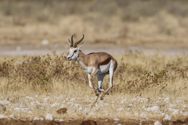 Springbuck v národním parku etosha, Namibie — Stock fotografie