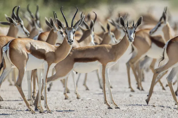 SPRINGBOCK i etosha national park, namibia — Stockfoto