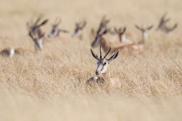 Springbuck em Etosha National Park, Namíbia — Fotografia de Stock