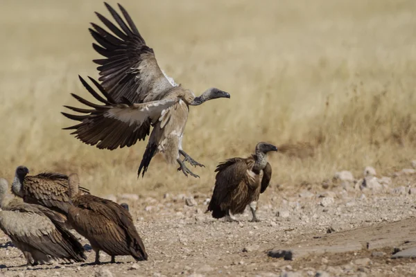 Avvoltoio bianco nel Parco Nazionale di Etosha, Namibia — Foto Stock