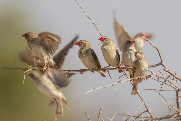 Red-billed quelea in Etosha National Park, Namibia — Stock Photo, Image