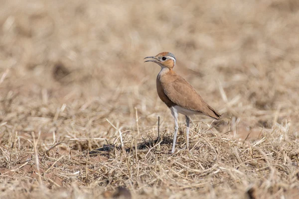 De Burchell Renvogel in etosha national park Namibië — Stockfoto