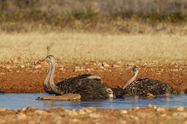 在埃托沙国家公园，纳米比亚喝鸵鸟 — 图库照片