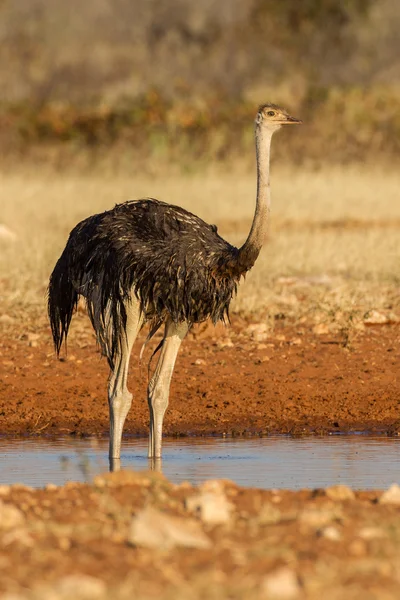 Beber avestruz en el Parque Nacional Etosha, Namibia — Foto de Stock