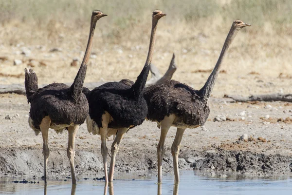Struisvogel drinken in etosha national park Namibië — Stockfoto