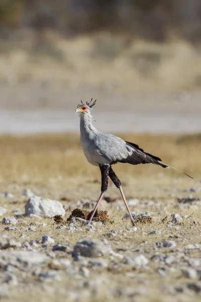 Sekretarz ptaków etosha national park, namibia — Zdjęcie stockowe