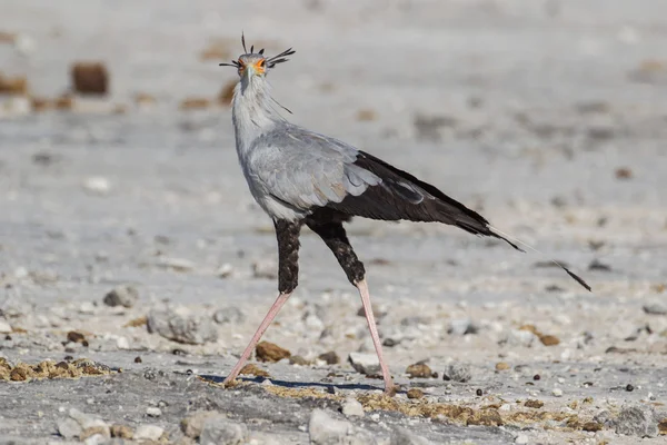 Tajemník pták v NP Etosha, Namibie — Stock fotografie