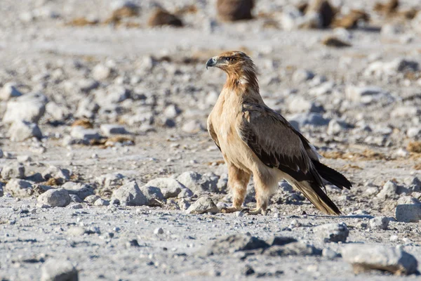 Wahlberg's eagle i etosha national park, namibia — Stockfoto