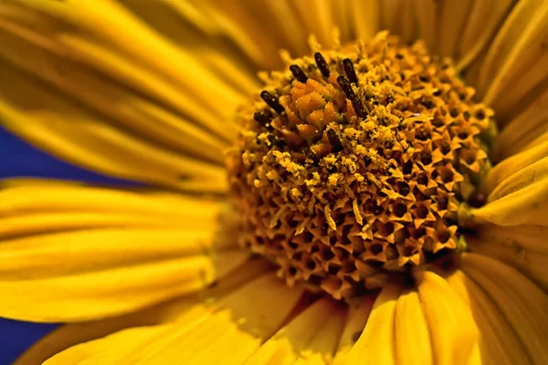 stock image Yellow flower