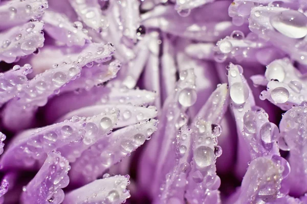 Lilac aster — Stock Photo, Image
