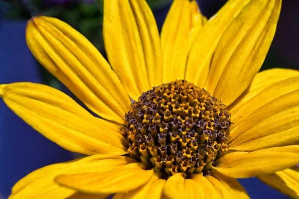 Жовта квітка Стокове Зображення