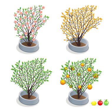 Trees in pots clipart